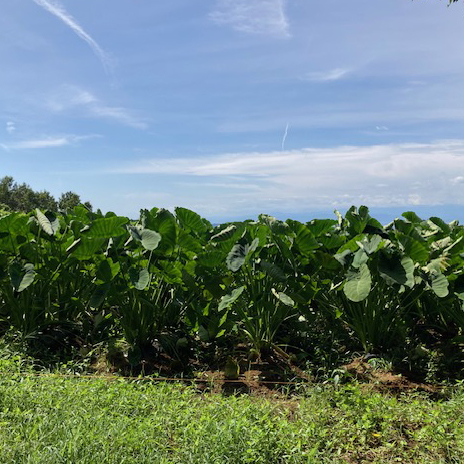 【新鮮豊受野菜】豊受里芋－土垂れ－〈400g〉