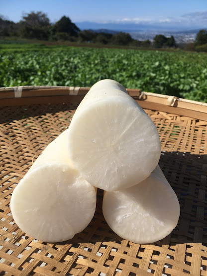 【新鮮豊受野菜】白首長太宮重大根（カット）