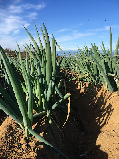 【新鮮豊受野菜】石倉根深太ねぎ