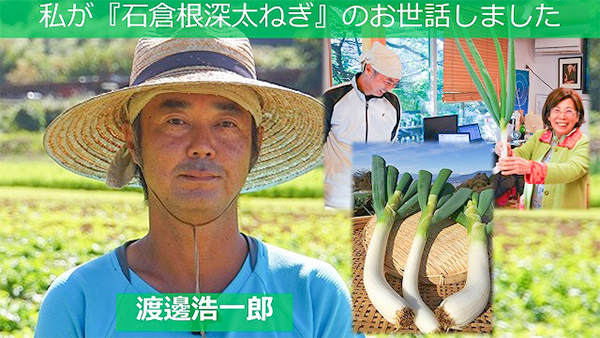 【新鮮豊受野菜】石倉根深太ねぎ