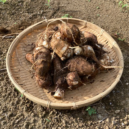 【新鮮豊受野菜】豊受里芋－土垂れ－〈1200g〉