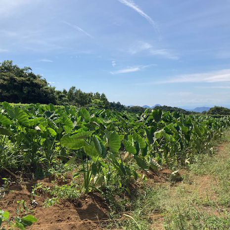【新鮮豊受野菜】豊受里芋－土垂れ－〈1200g〉
