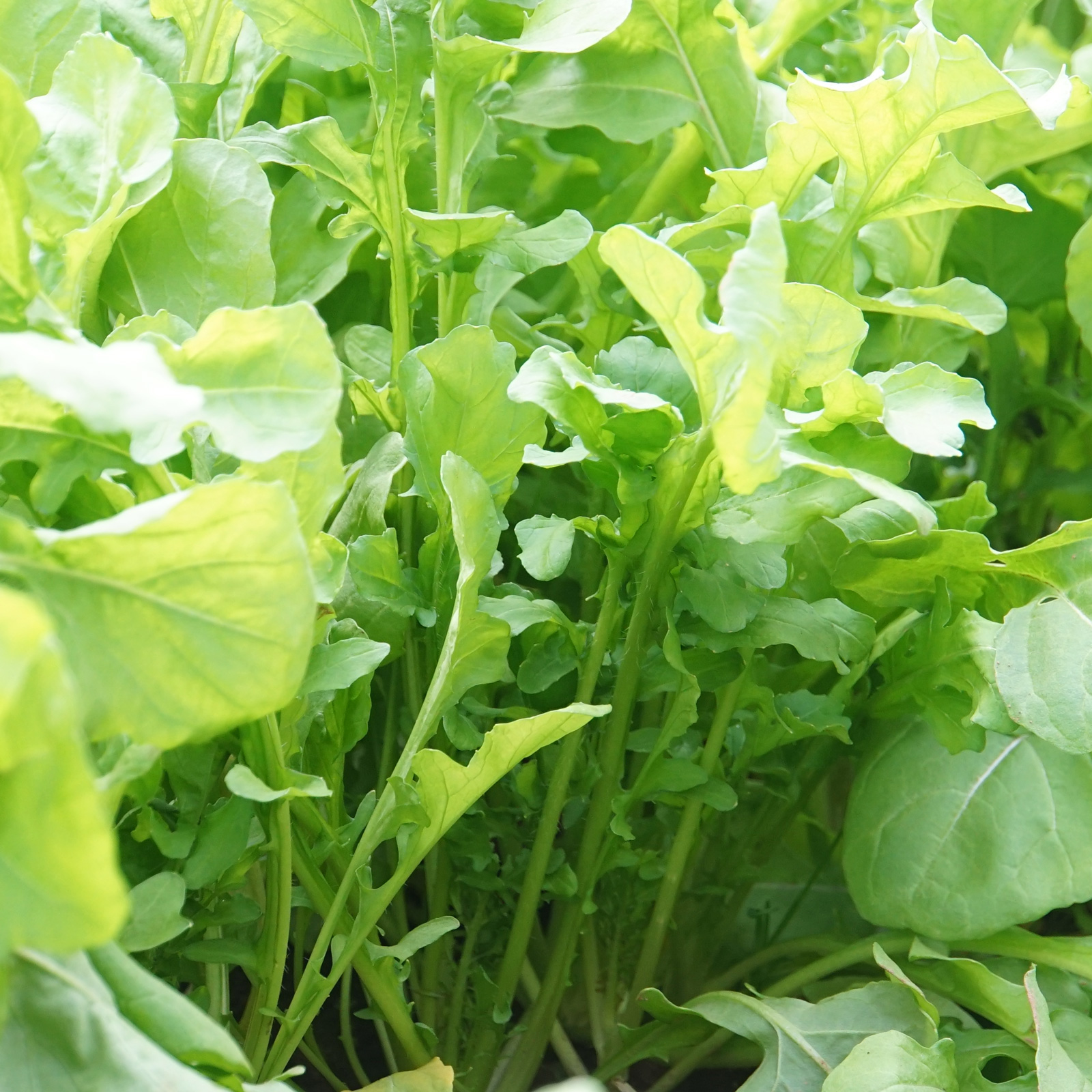 御古菌で育てたパイナップル〈クラウン付きLサイズ〉