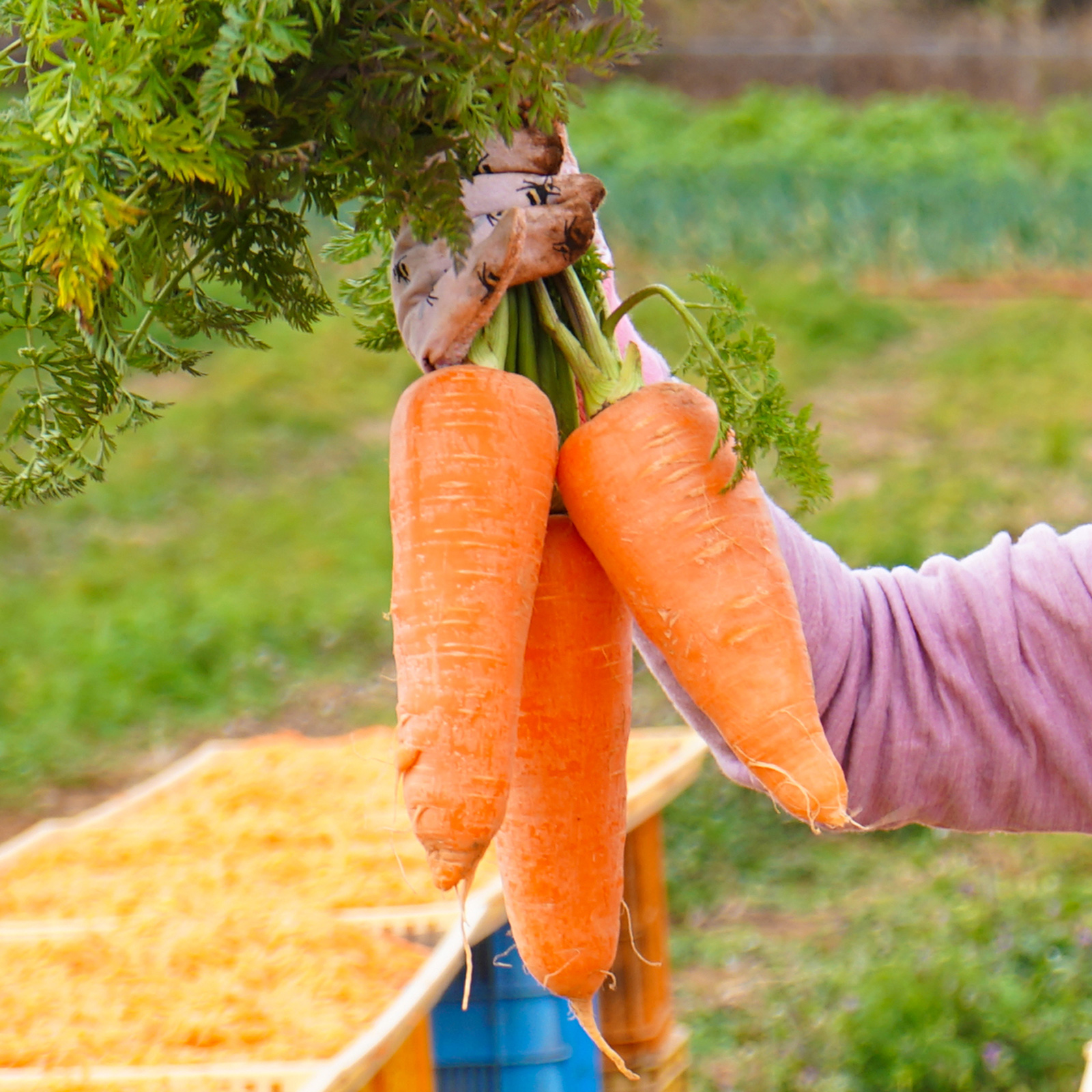 御古菌で育てたパイナップル〈クラウン付きLサイズ〉