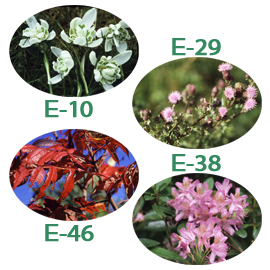 FE)C-13 スタック・イン・ア・ラット