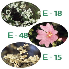 FE)C-14 トランキュリティー