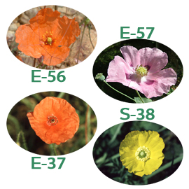 FE)C-20 アキュート・ディペンデンシー