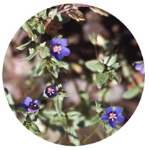 FE)S-06 ブルー・ピンパネル