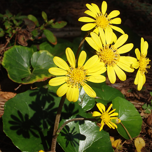 FE2)ツワブキ（リサーチ）