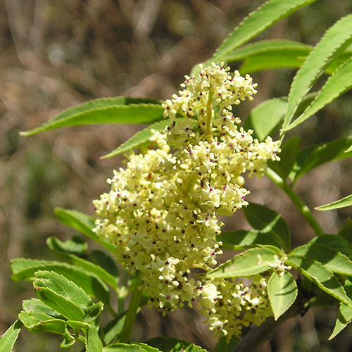 FE2)ニワトコ（リサーチ）