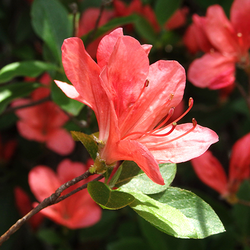 FE2)ヤマツツジ（リサーチ）