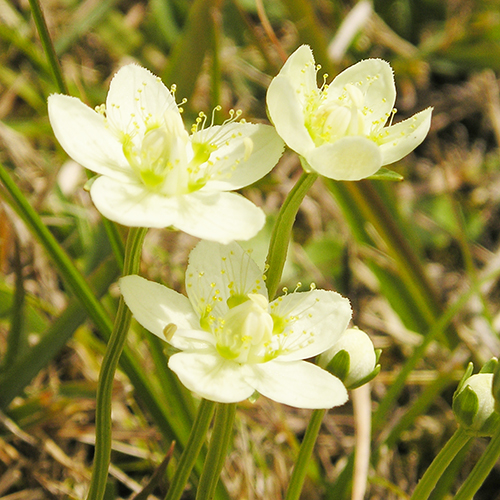 FE2)ウメバチソウ（リサーチ）