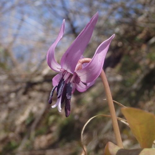 FE2)カタクリ（リサーチ）