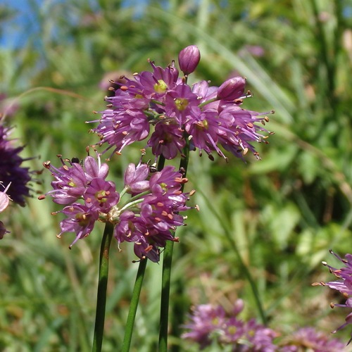 FE2)ヤマラッキョウ（リサーチ）